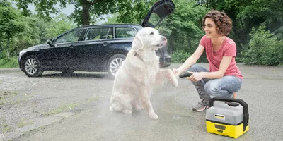 dog mobile teaser dog mobile teaser